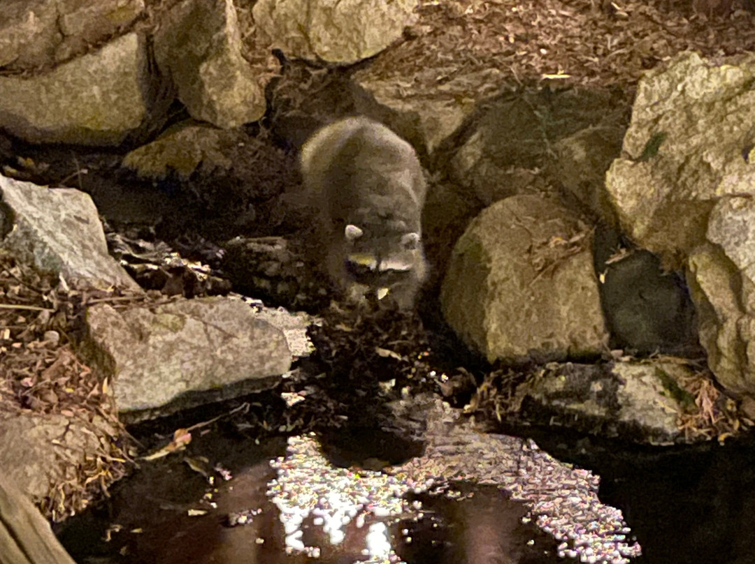 Arrowhead Pine Rose Cabins主图