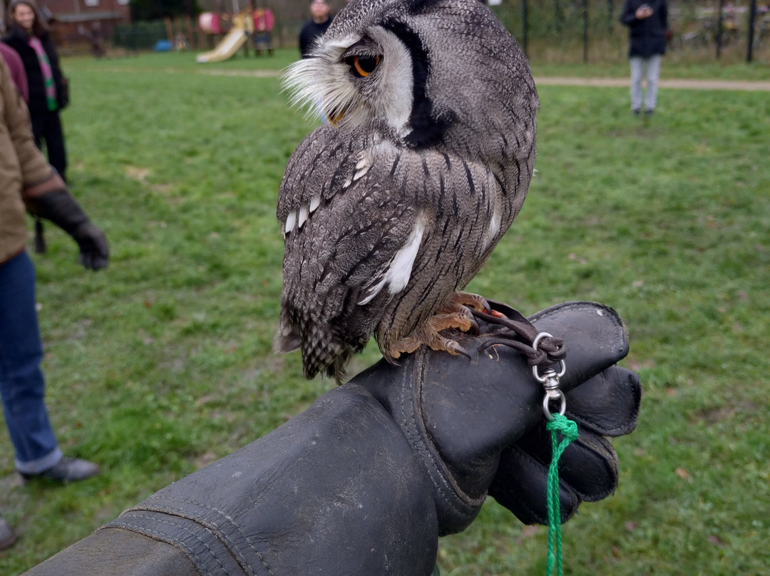 Falconcrest Roofvogelpark-埃因霍温必去景点
