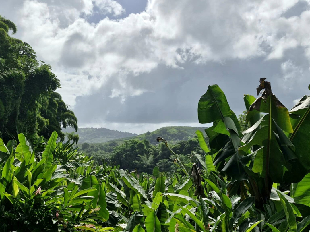 Banana Museum (Le Musee de la Banane)-马提尼克必去景点