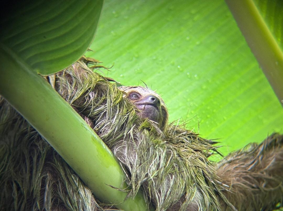 Costa Rica Wet and Wild-波特雷罗必去景点