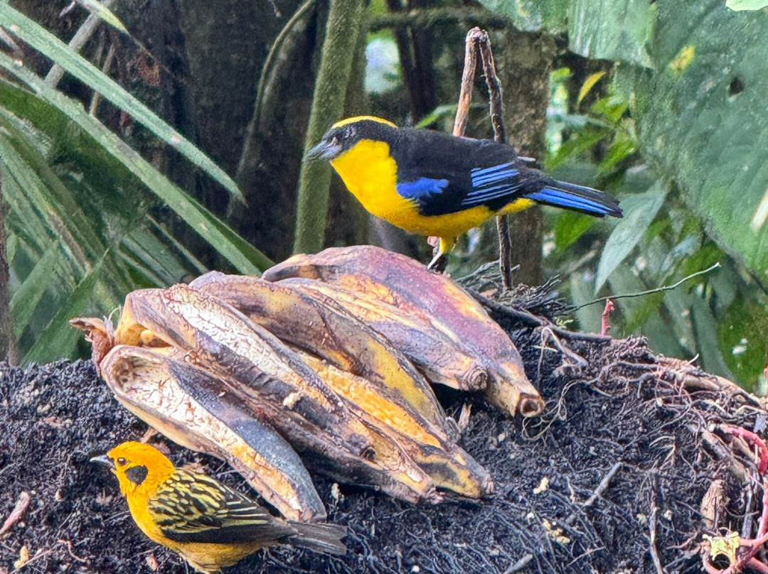 Mindo Suites Toucan Platinum主图