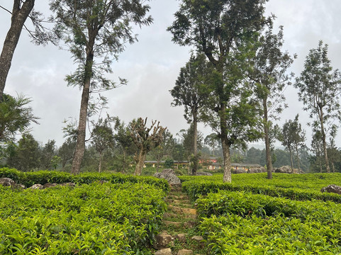 旺特山-哈普塔勒主图