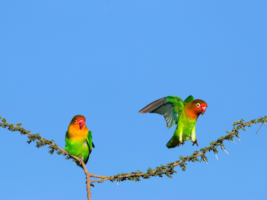 Furahia Tanzania Safari & Trekking Ltd-阿鲁沙必去景点