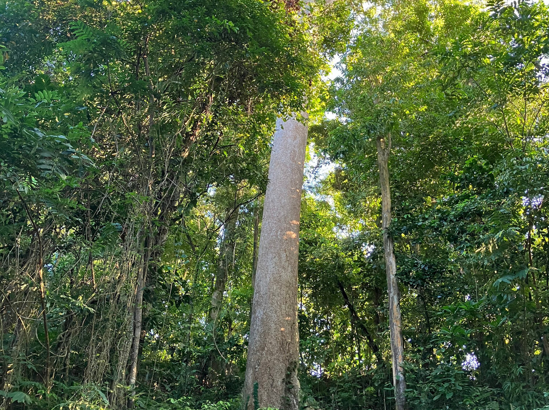 Ara Manzanillo景点图片