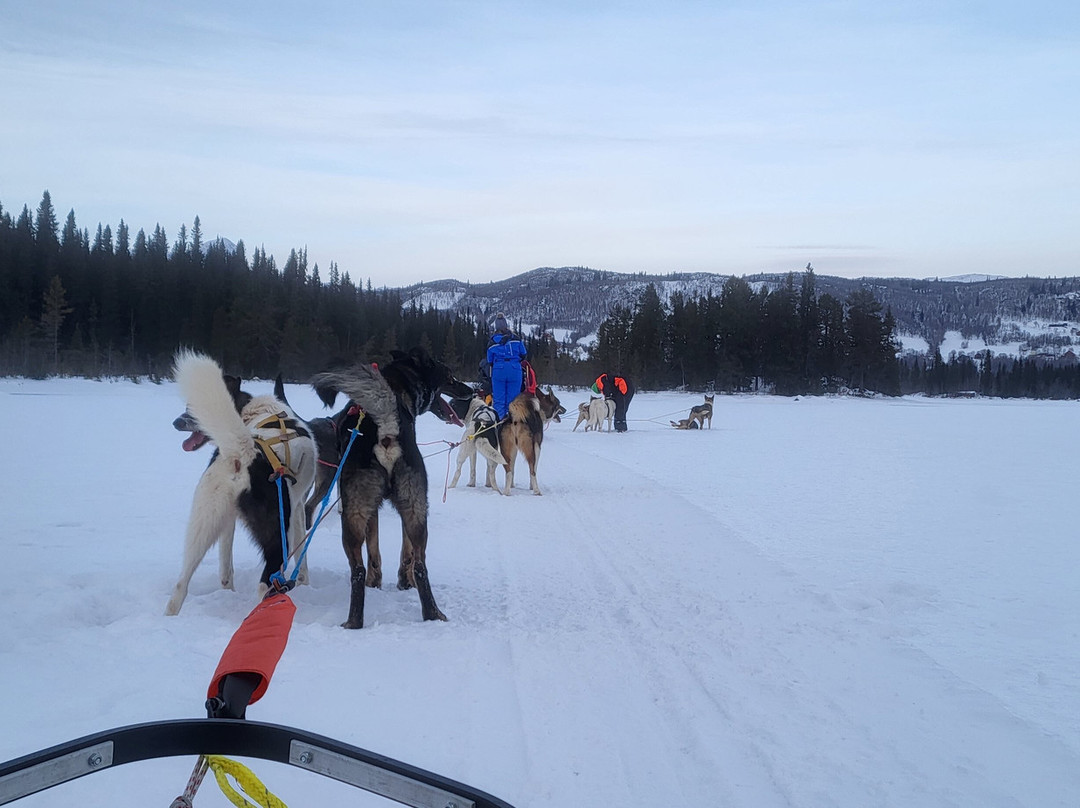 Beito Husky Tours Day Tours景点图片