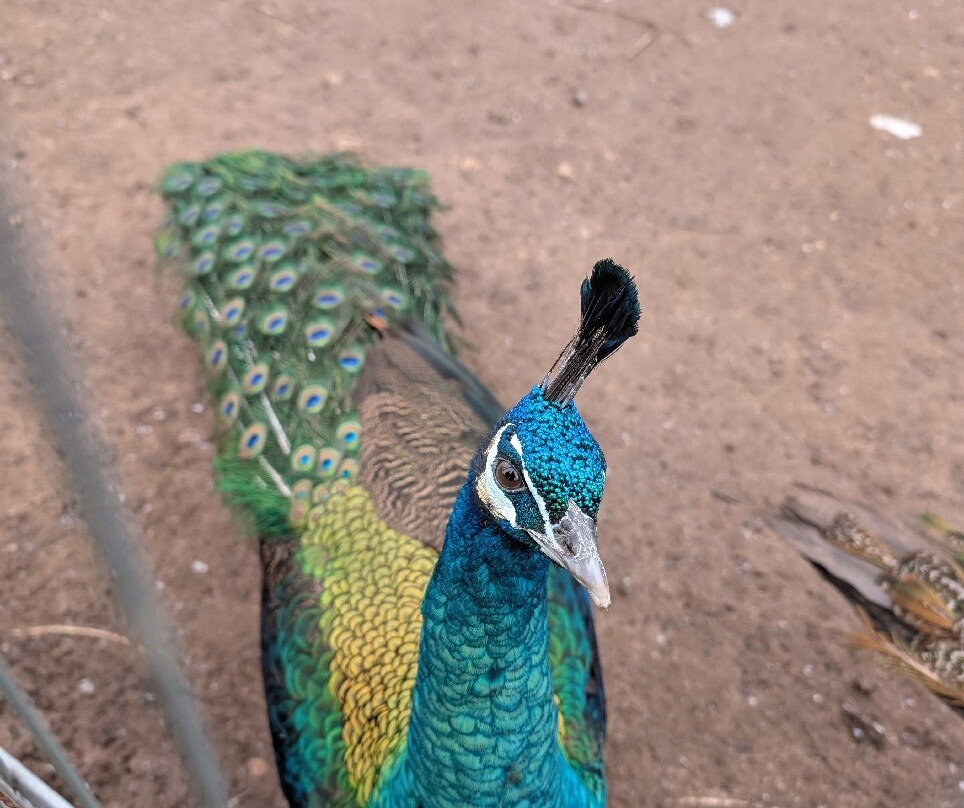Peacocks Uk景点图片