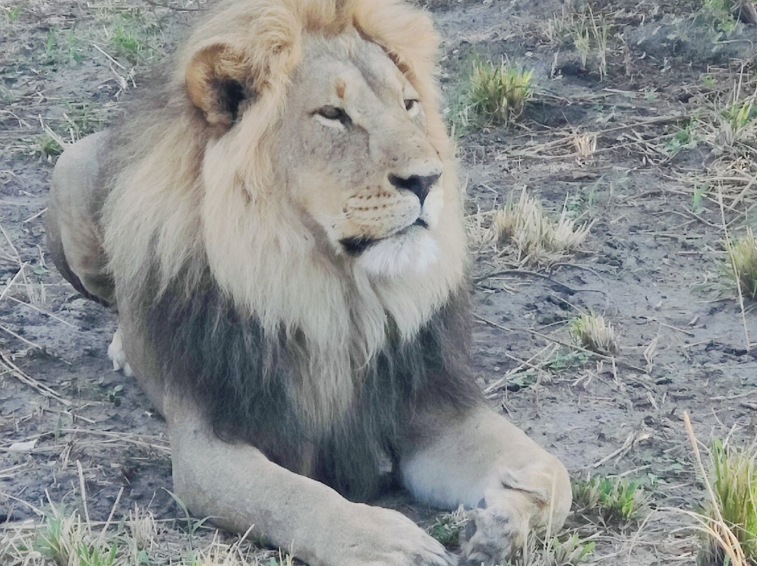 Leon Safaris-卡萨尼必去景点