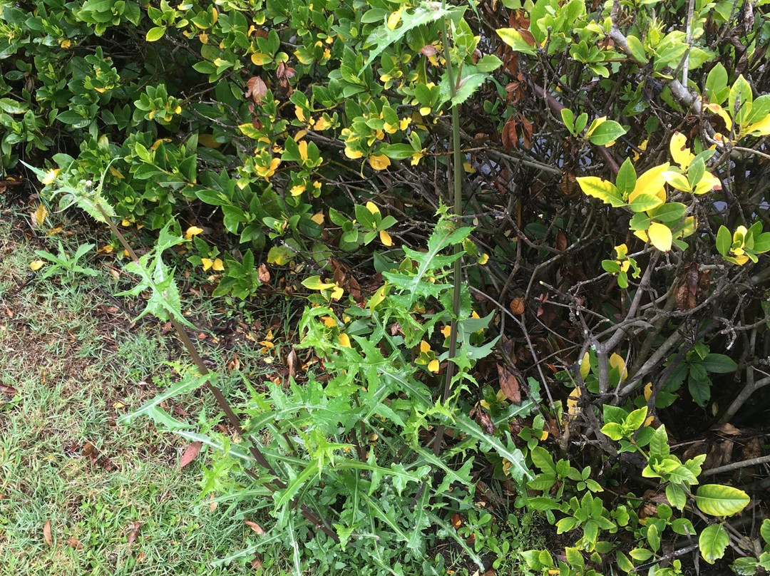 Wisemans Retreat主图