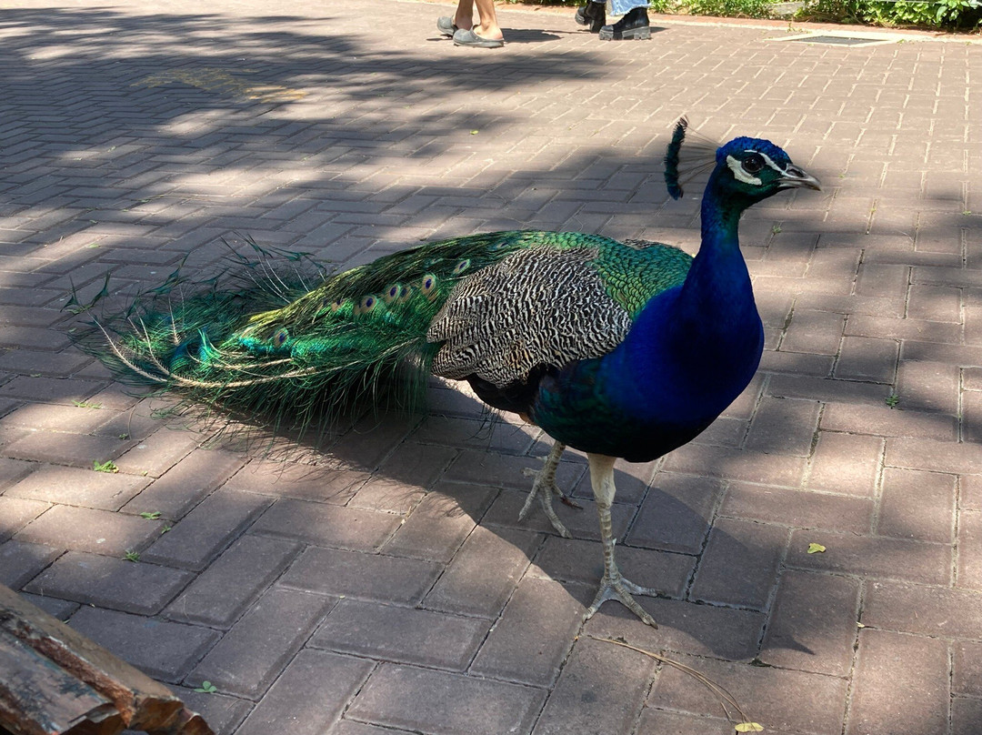 Eco Parque-布宜诺斯艾利斯必去景点