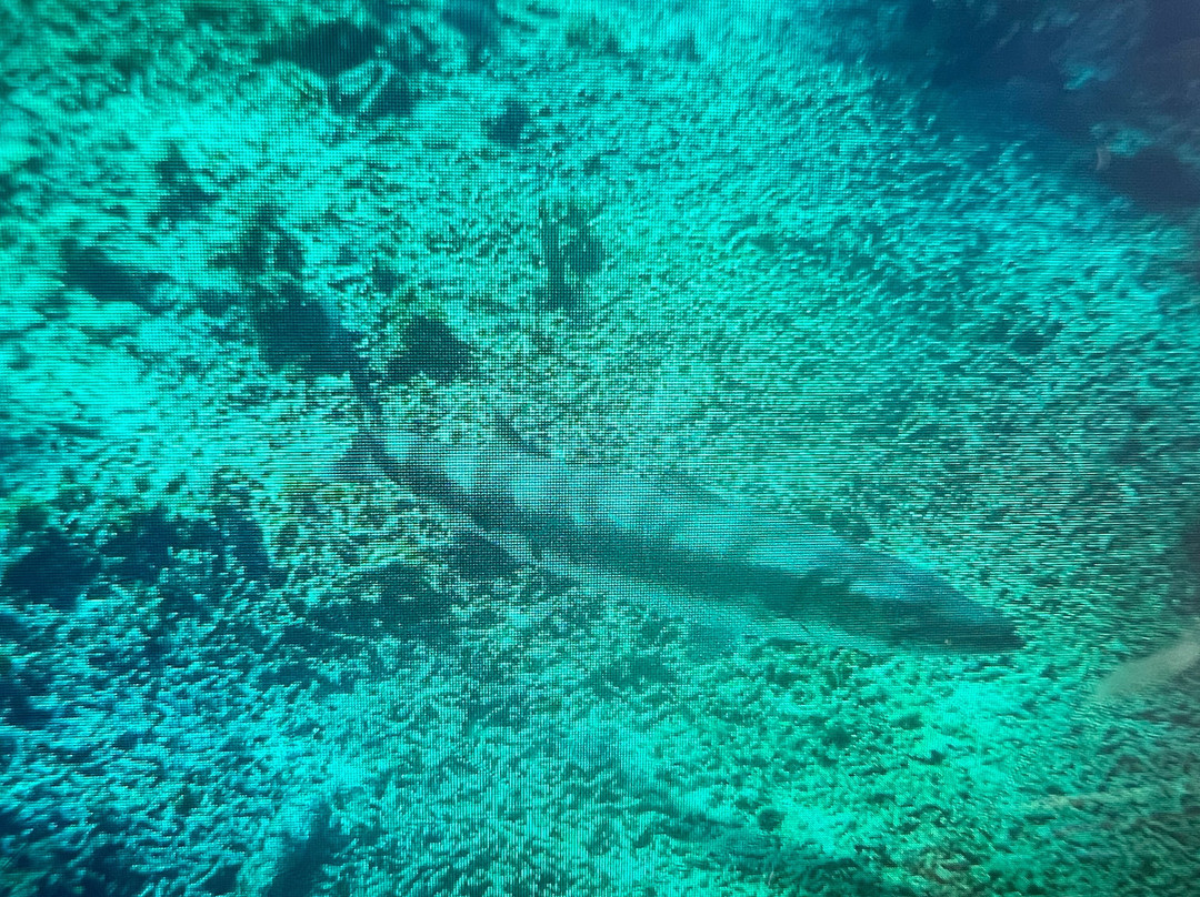 Wannadive Bonaire-Kralendijk必去景点