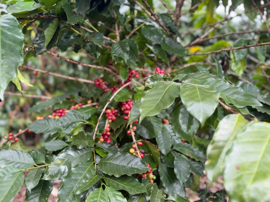 Espiritu Santo Coffee Tour景点图片