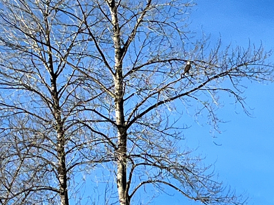 Skagit River Eagle Tours景点图片