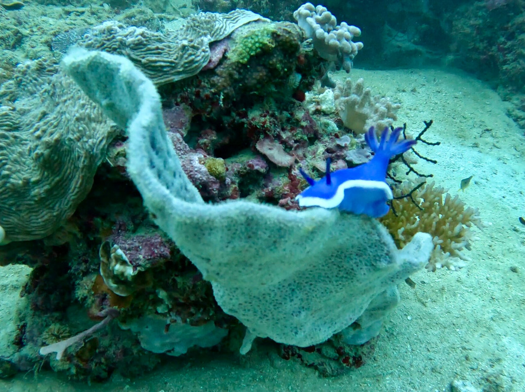 Let's Dive Palawan-公主港必去景点