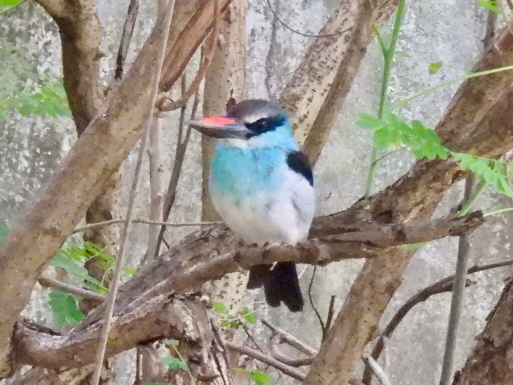 Bird Watching Tours Gambia景点图片