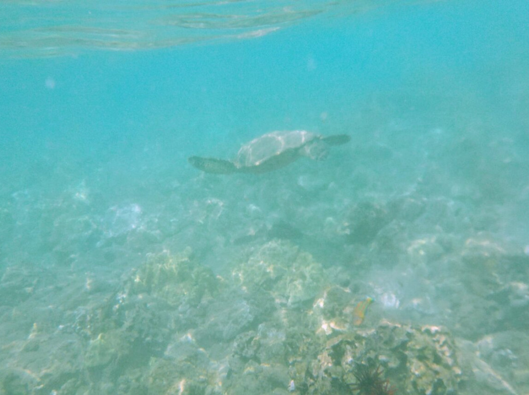 Maui Dreams Dive Co.-基黑必去景点