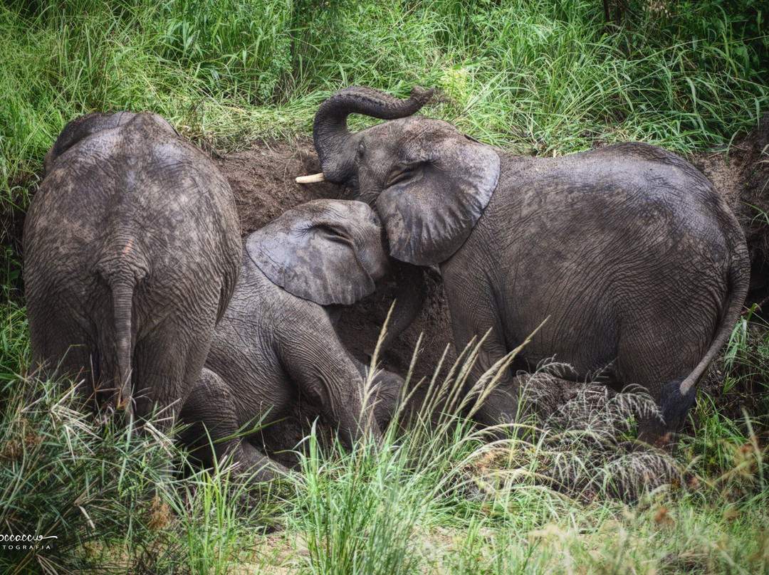 Enzuri Safari Co.-达拉斯必去景点