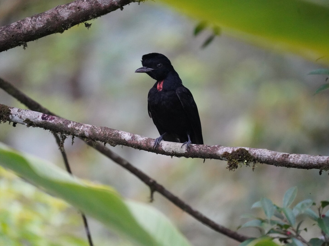Birding Experiences景点图片