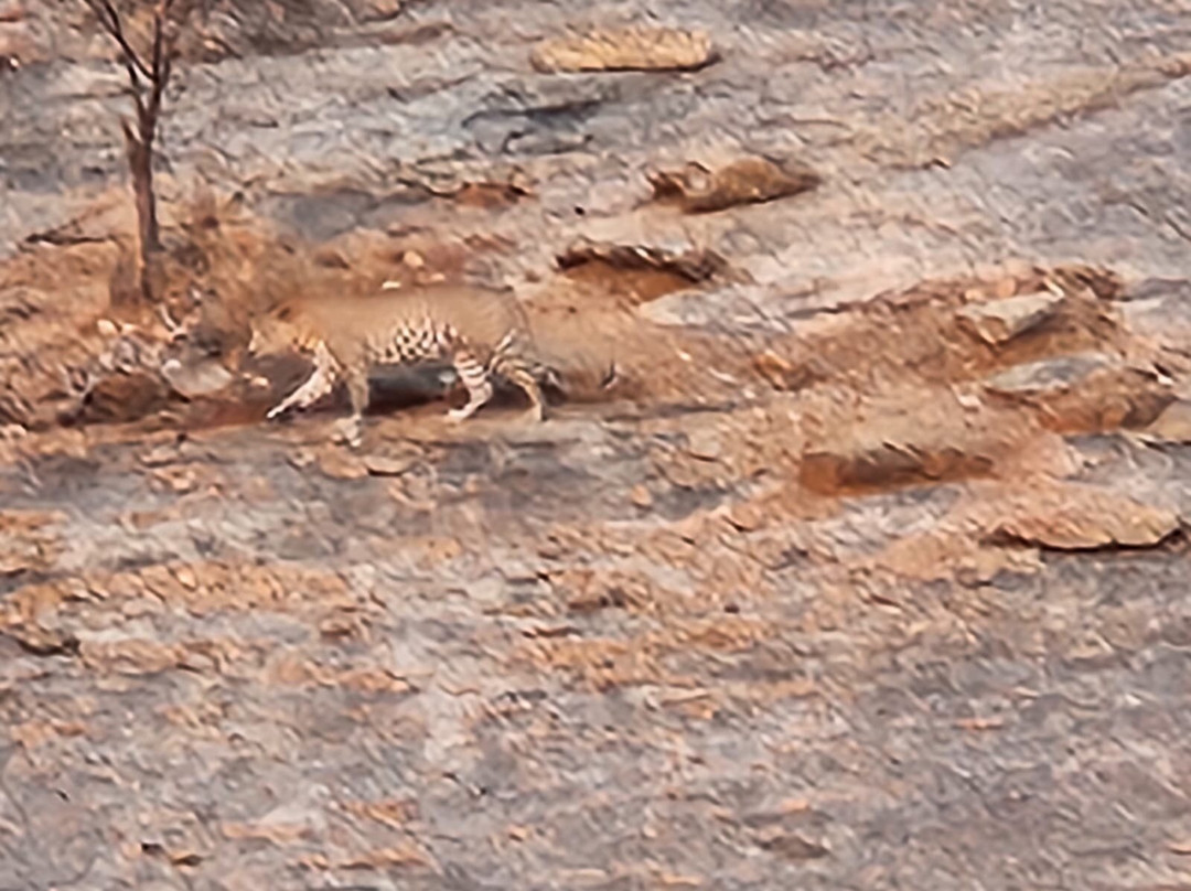 Trulyy The Jawai Leopard Kingdom主图