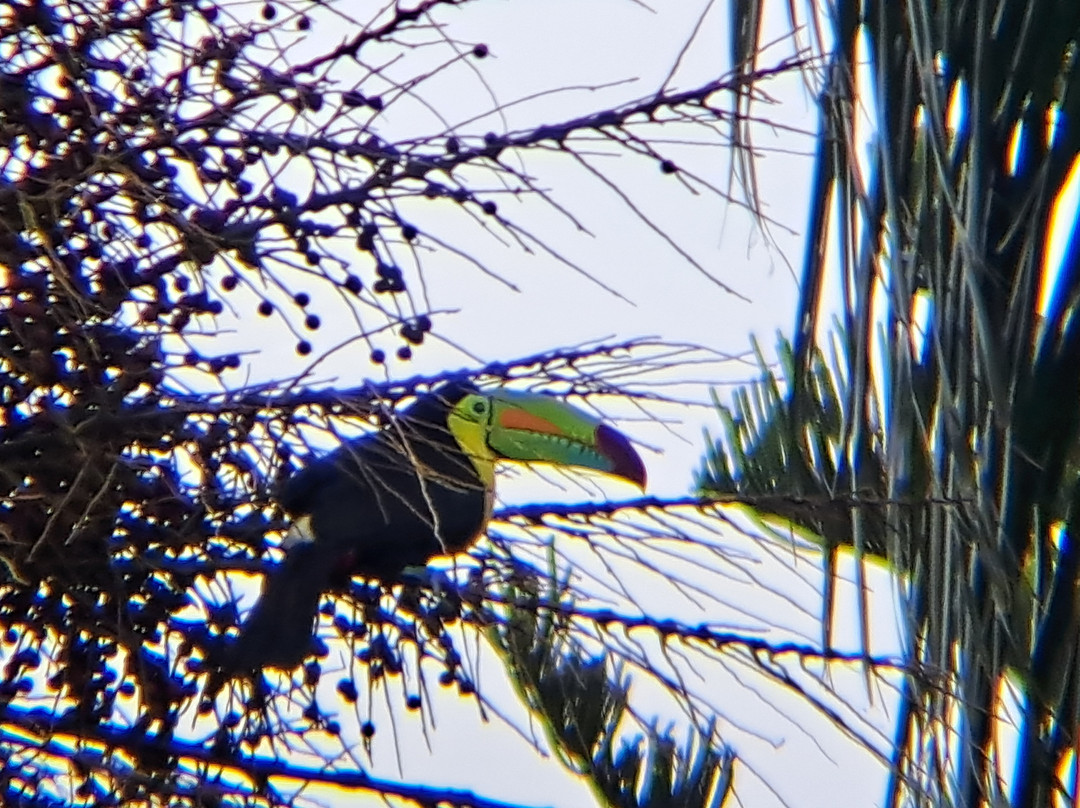 Dees Costa Rica Tours景点图片