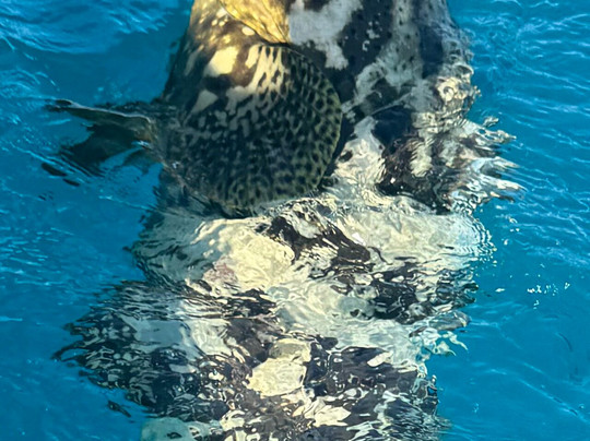 Low Key Boat Tours-基韦斯特必去景点