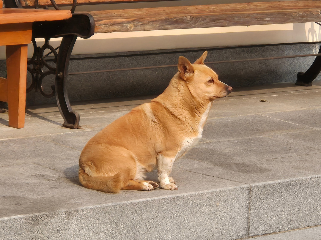 Songnimsa Temple-世宗市必去景点