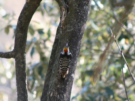 Uttarakhand Birding-里希克虚必去景点