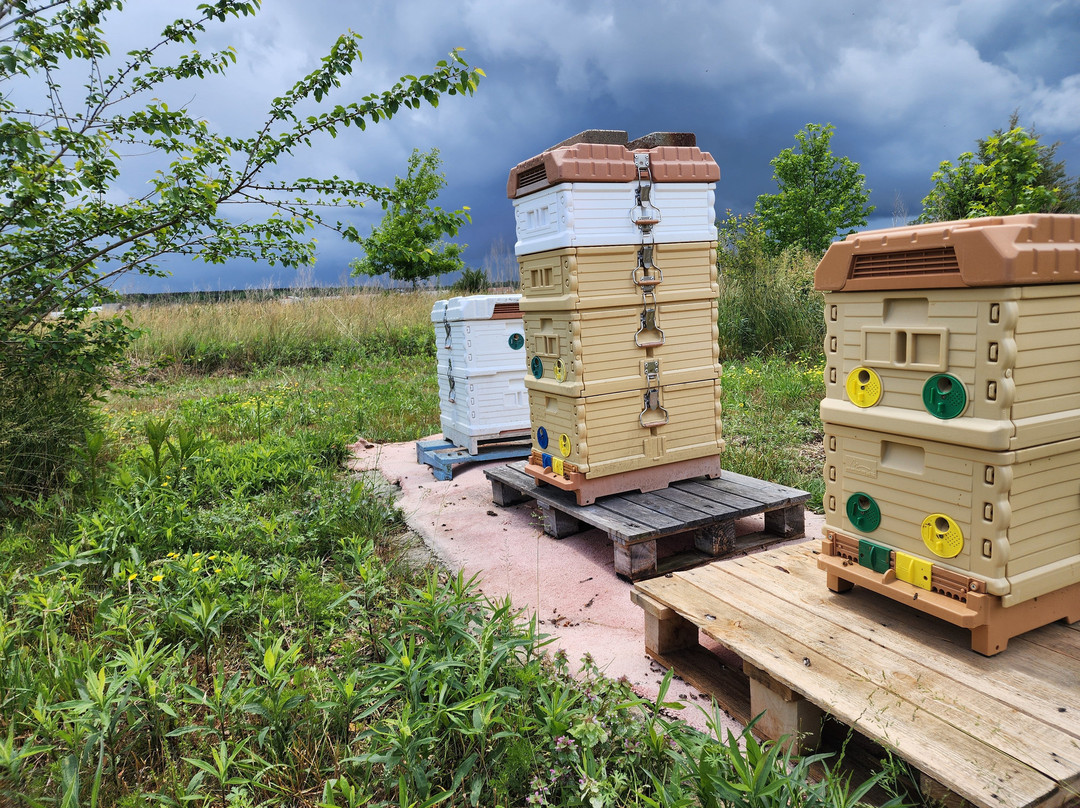 Carey Apiary-Frankford必去景点