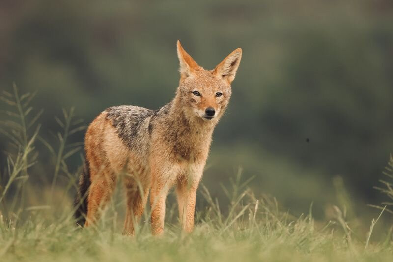 Mzimkulu Vulture Hide-安德堡必去景点