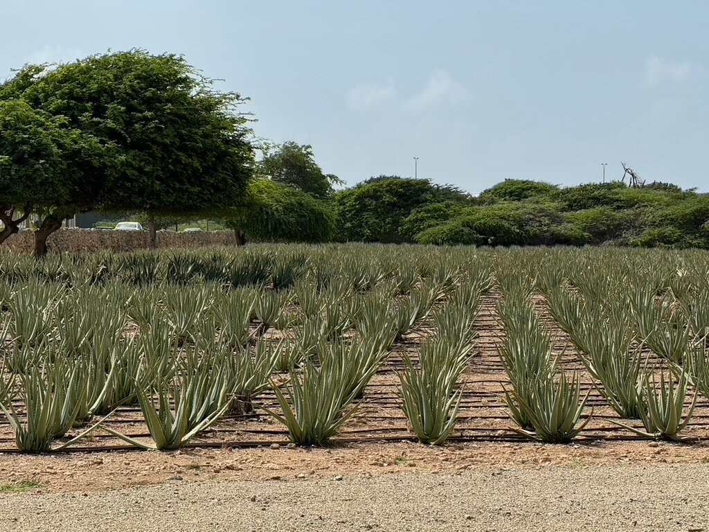 Aruba Aloe Factory, Museum and Store-阿鲁巴岛必去景点
