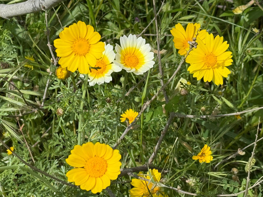 WIldCrete Safari-Limenas Chersonisou必去景点