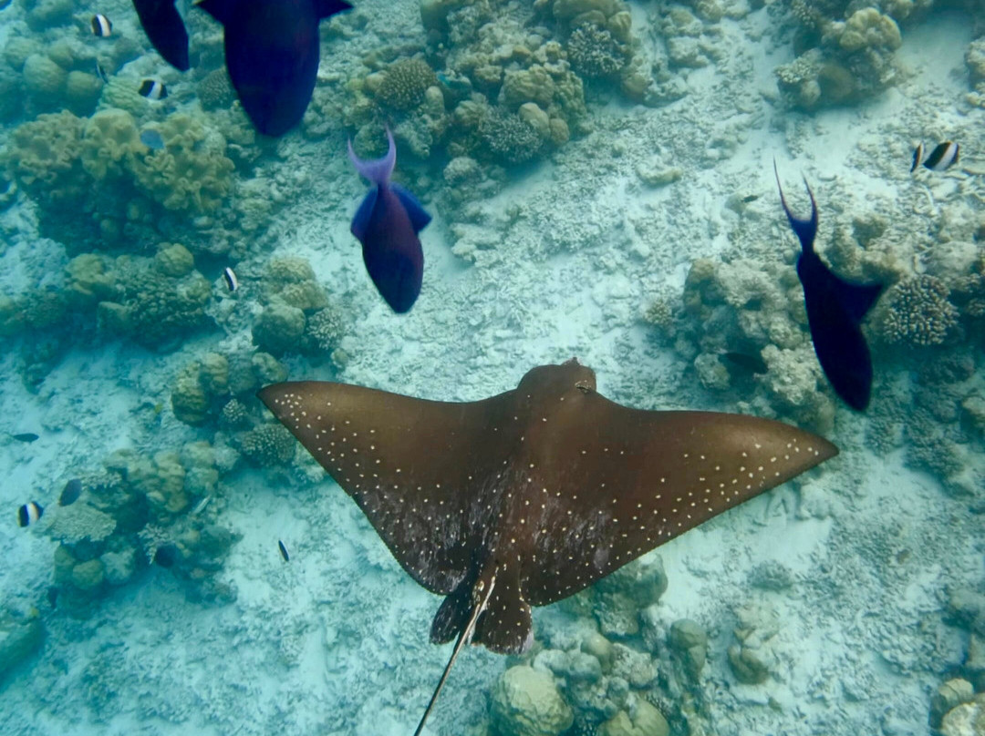 Ocean Mantra Retreats景点图片