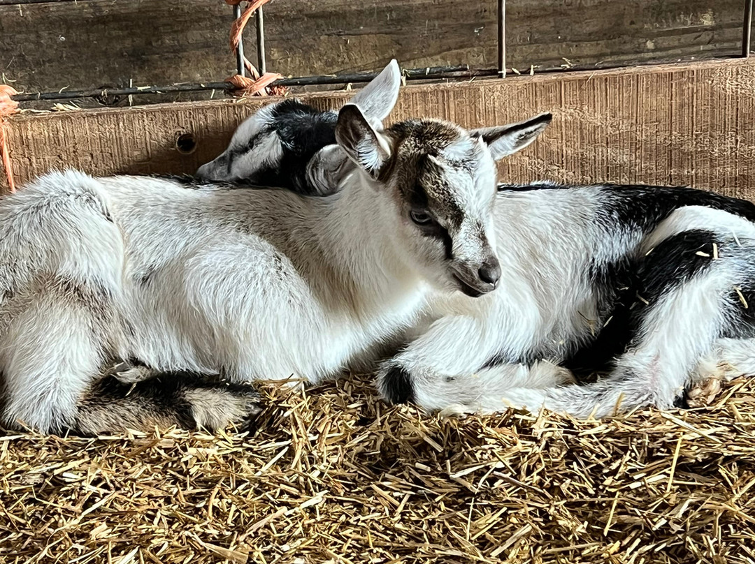 Inn at Celebrity Dairy主图