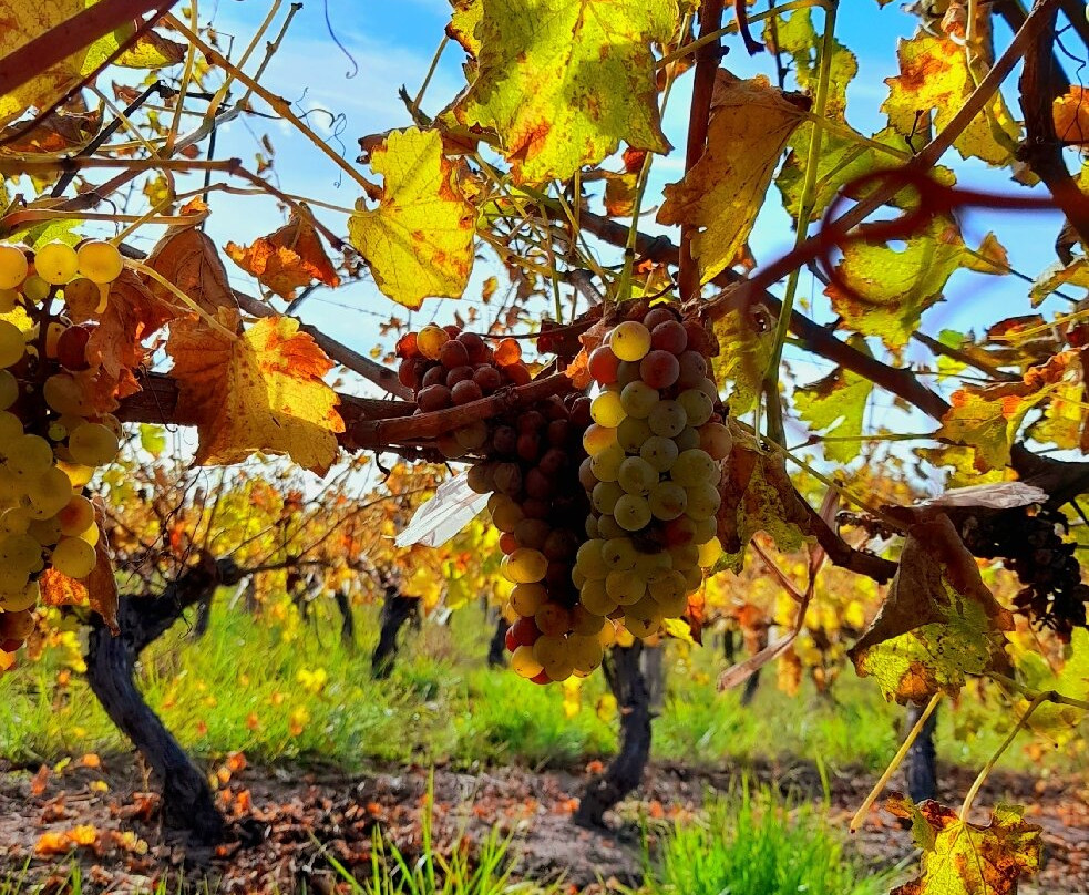 Wapisa Winery-Viedma必去景点