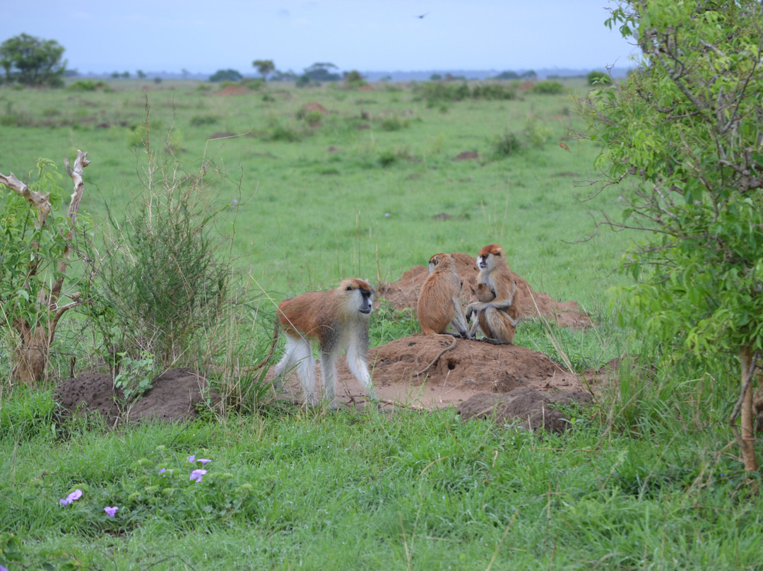 Eshande Safaris Tours & Travel-马辛迪必去景点