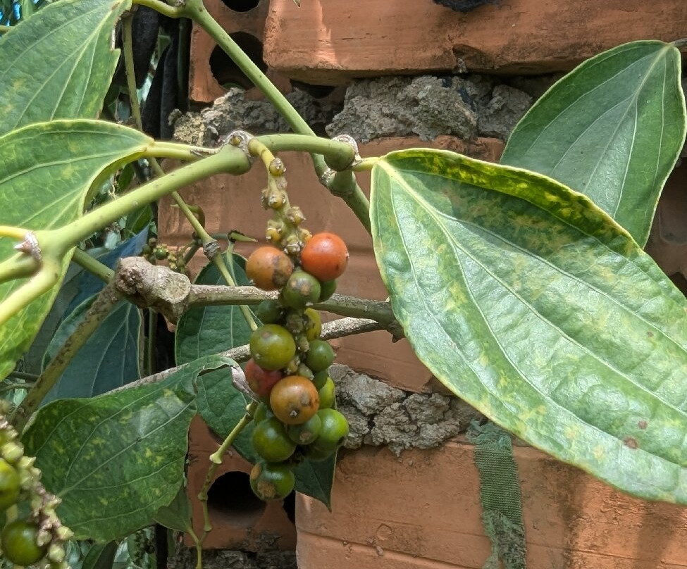 BoTree Farm-贡布必去景点