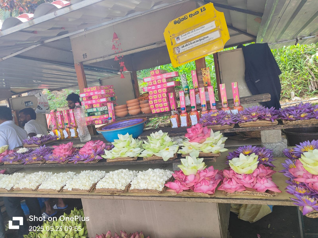 Ceylon Expeditions-科伦坡必去景点