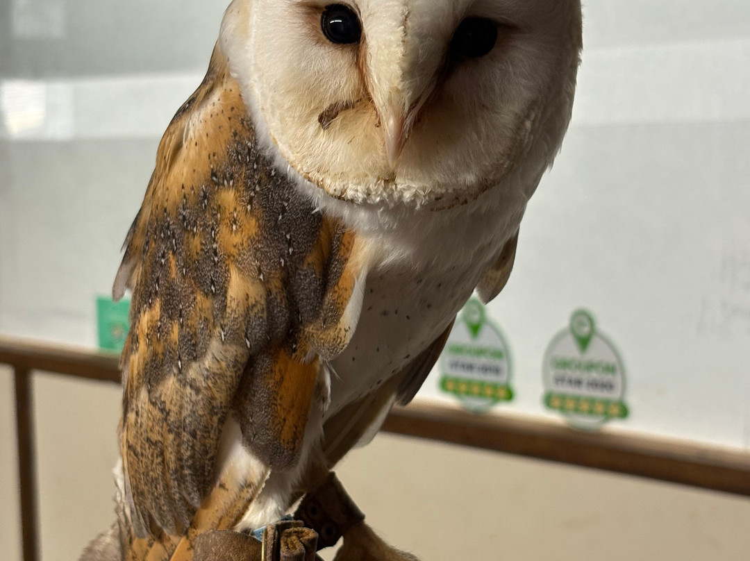 Riverside Falconry景点图片