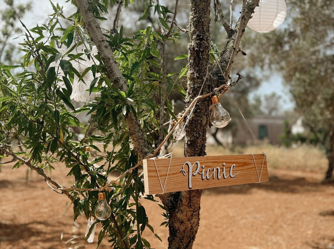 Olive Grove Experience景点图片