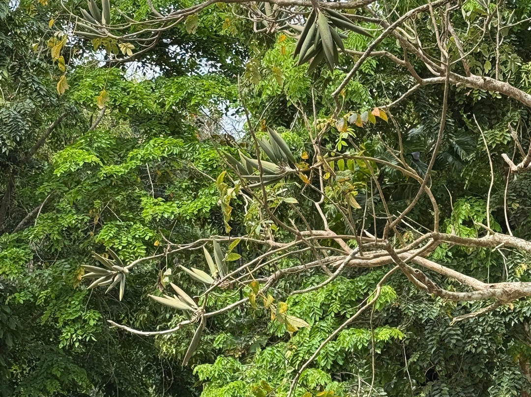 Rainforest & Ocean View Inn at Hacienda Carabali主图