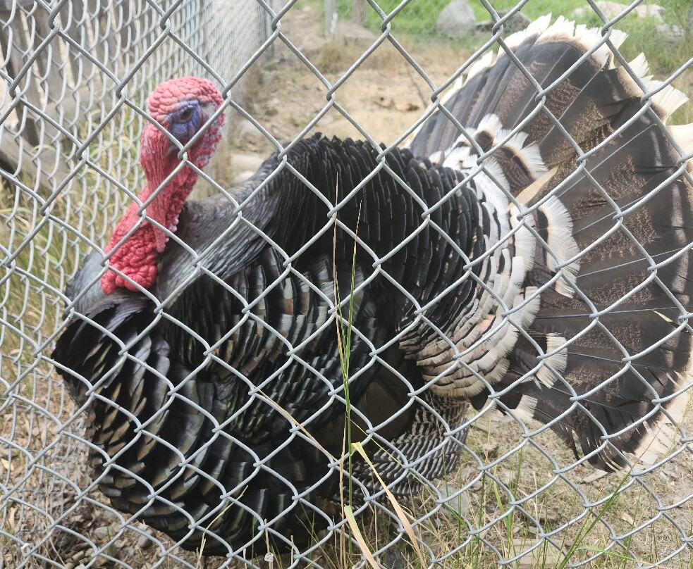 BC Wildlife Park-坎卢普斯必去景点