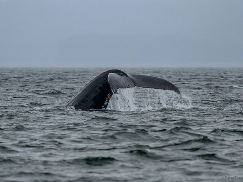 The Local Guy Charters & Sightseeing-朱诺必去景点