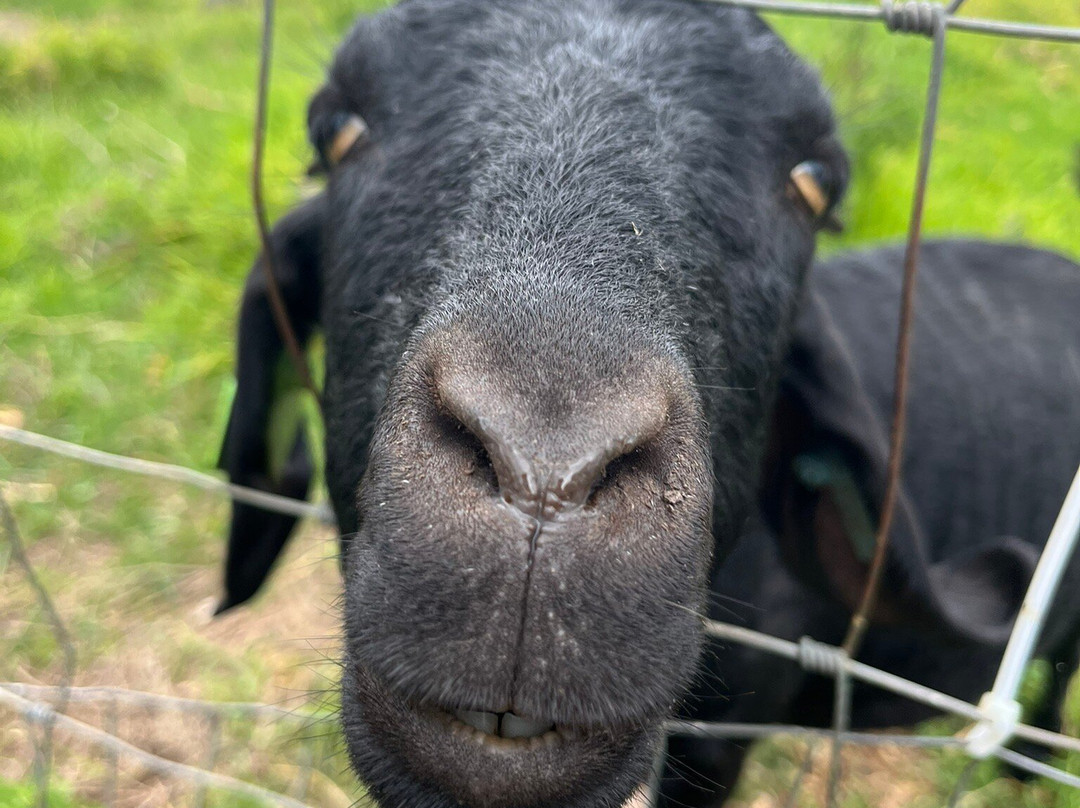 Kula Country Farms-库拉必去景点