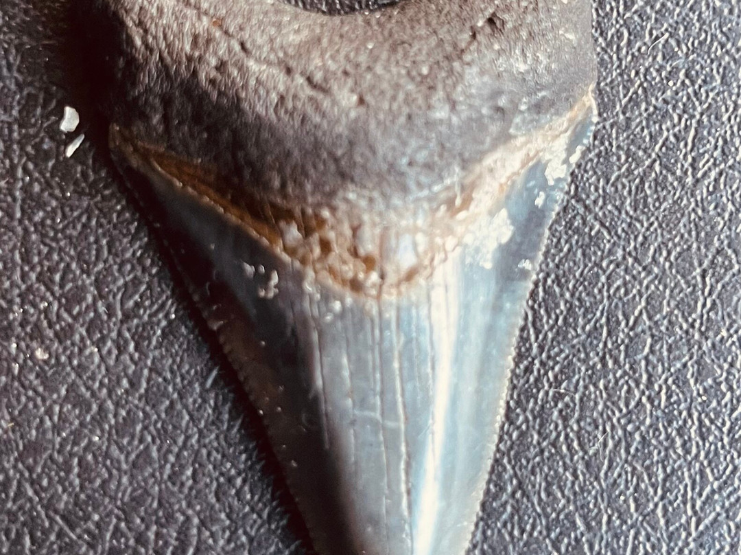 Fossil Junkies, Llc-Alva必去景点