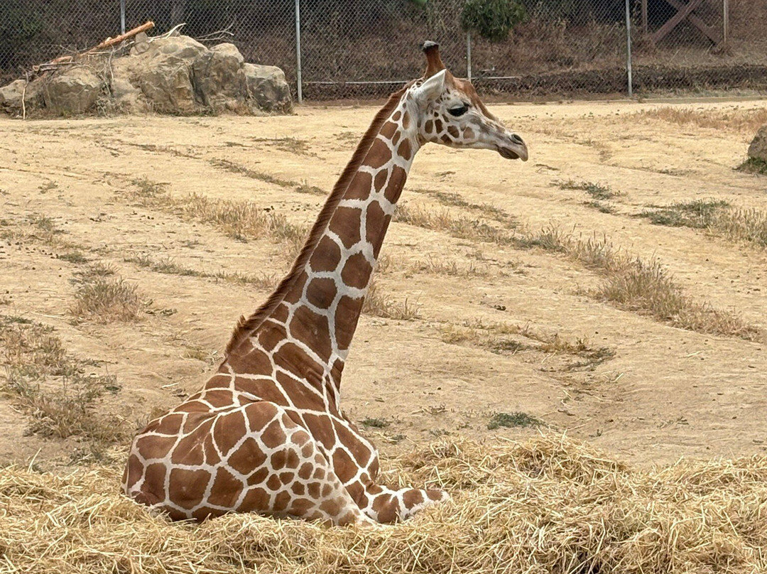 奥克兰动物园-奥克兰必去景点