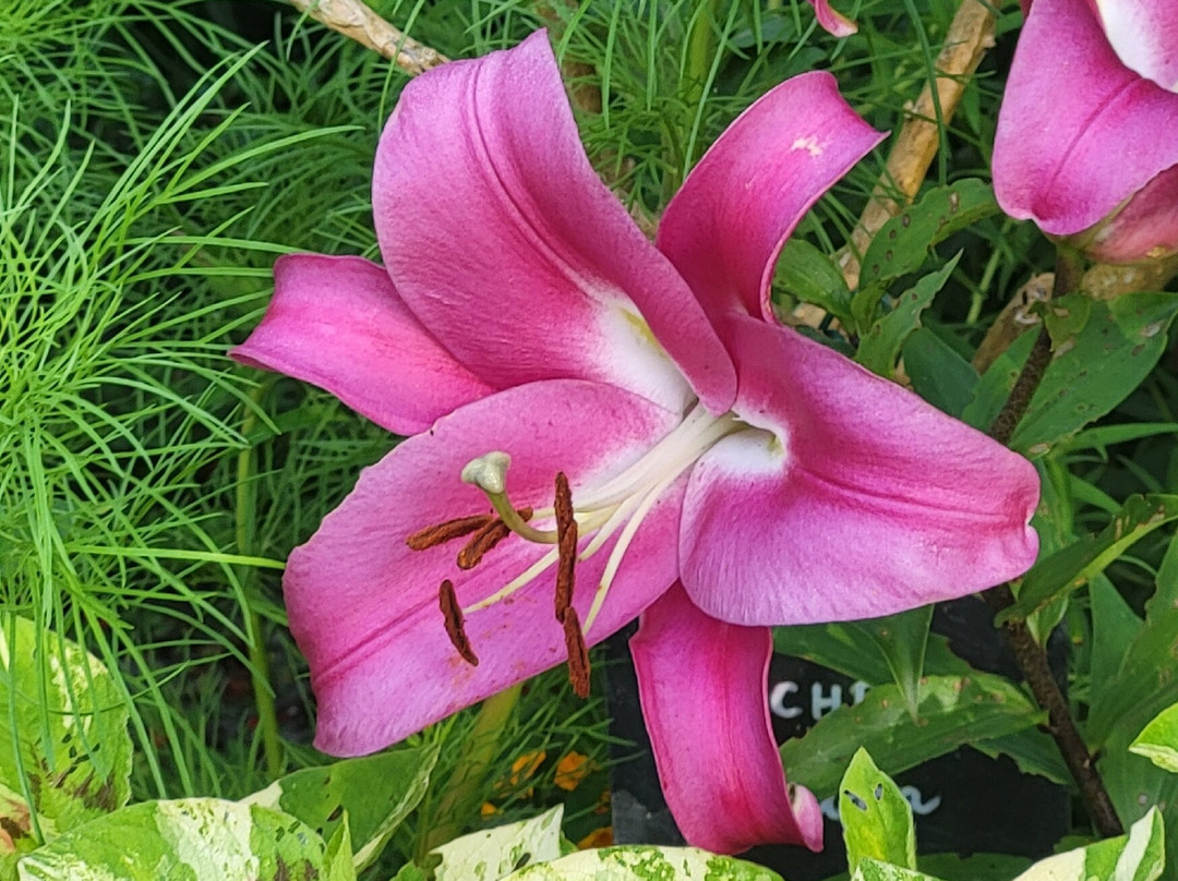 Promenade Fleurie-Mimizan必去景点