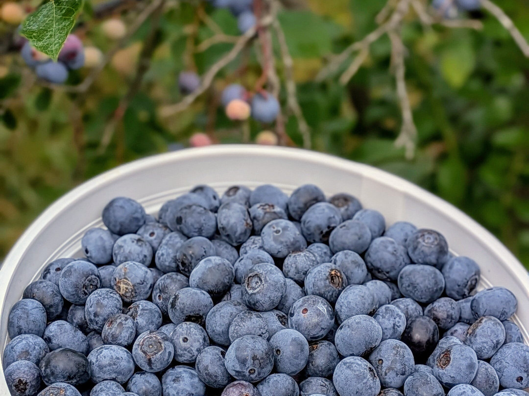 Red Dog Ridge Farms-Rogersville必去景点