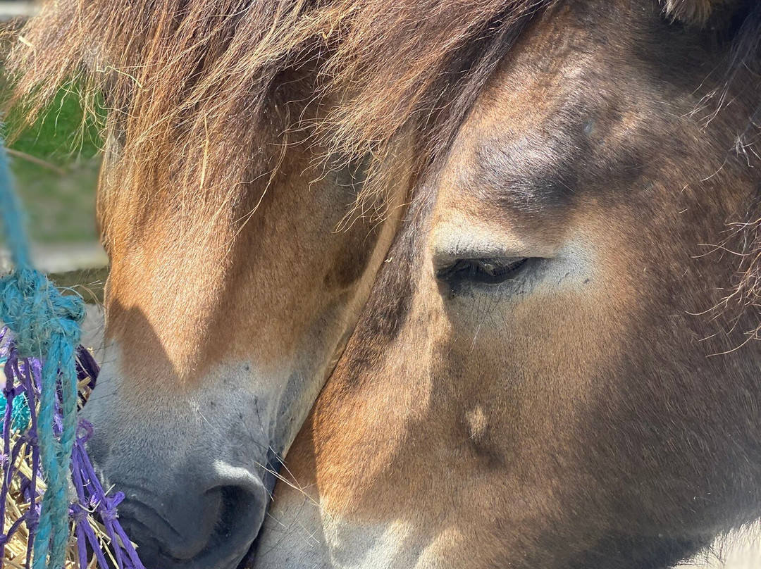 Exmoor Pony Centre-Dulverton必去景点
