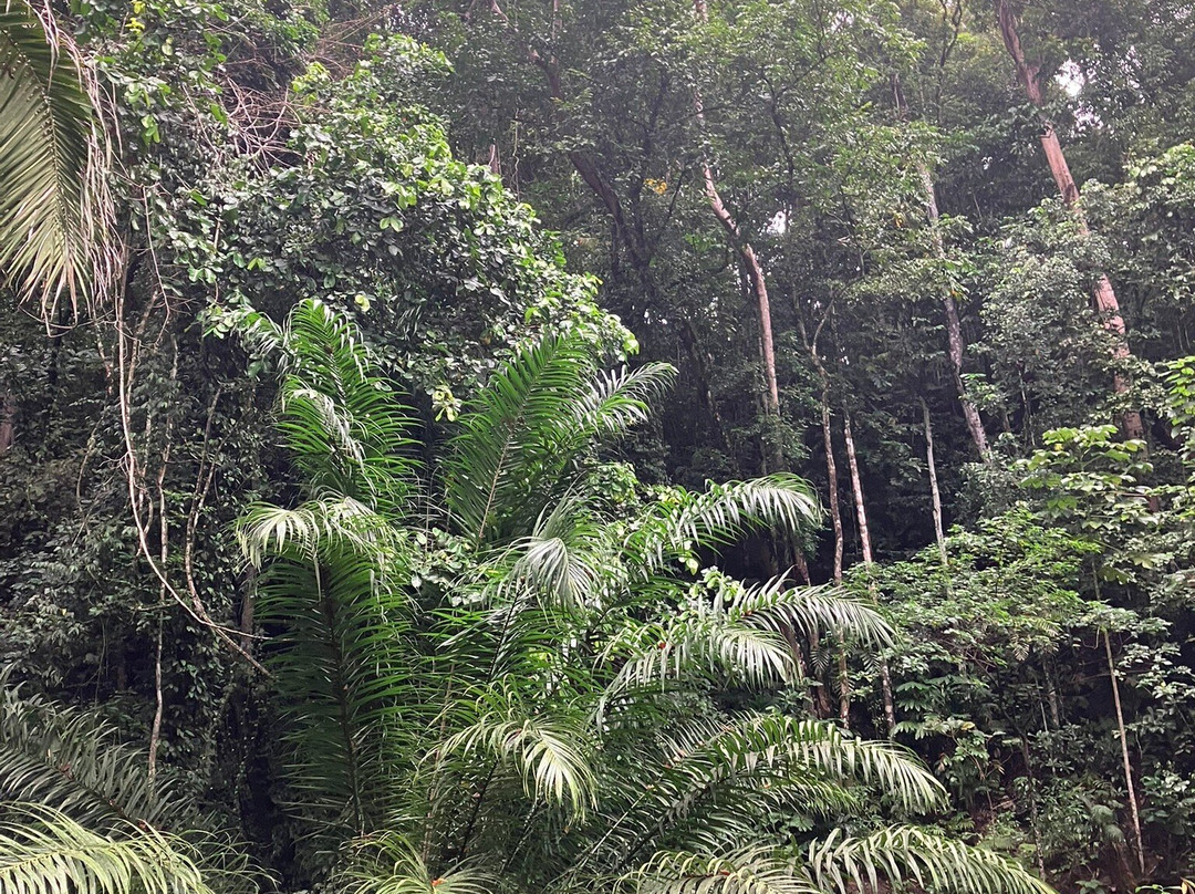Honiara Botanical Gardens-霍尼亚拉必去景点