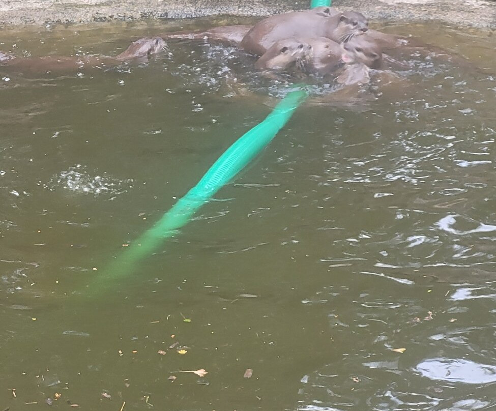 Buckfast Butterfly Farm And Dartmoor Otter Sanctuary-Buckfastleigh必去景点