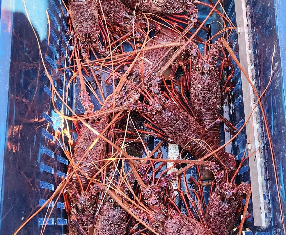 Lobster Shack Sea Lion Tour-塞万提斯必去景点
